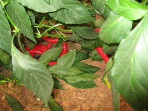 peppers in the field