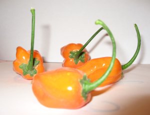 habanero